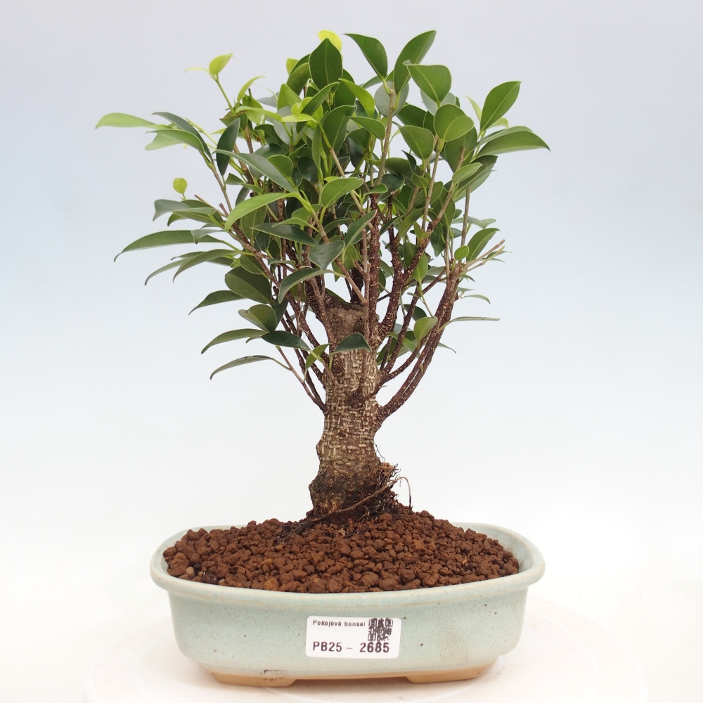 Izbová bonsai - Ficus retusa - malolistá fikus
