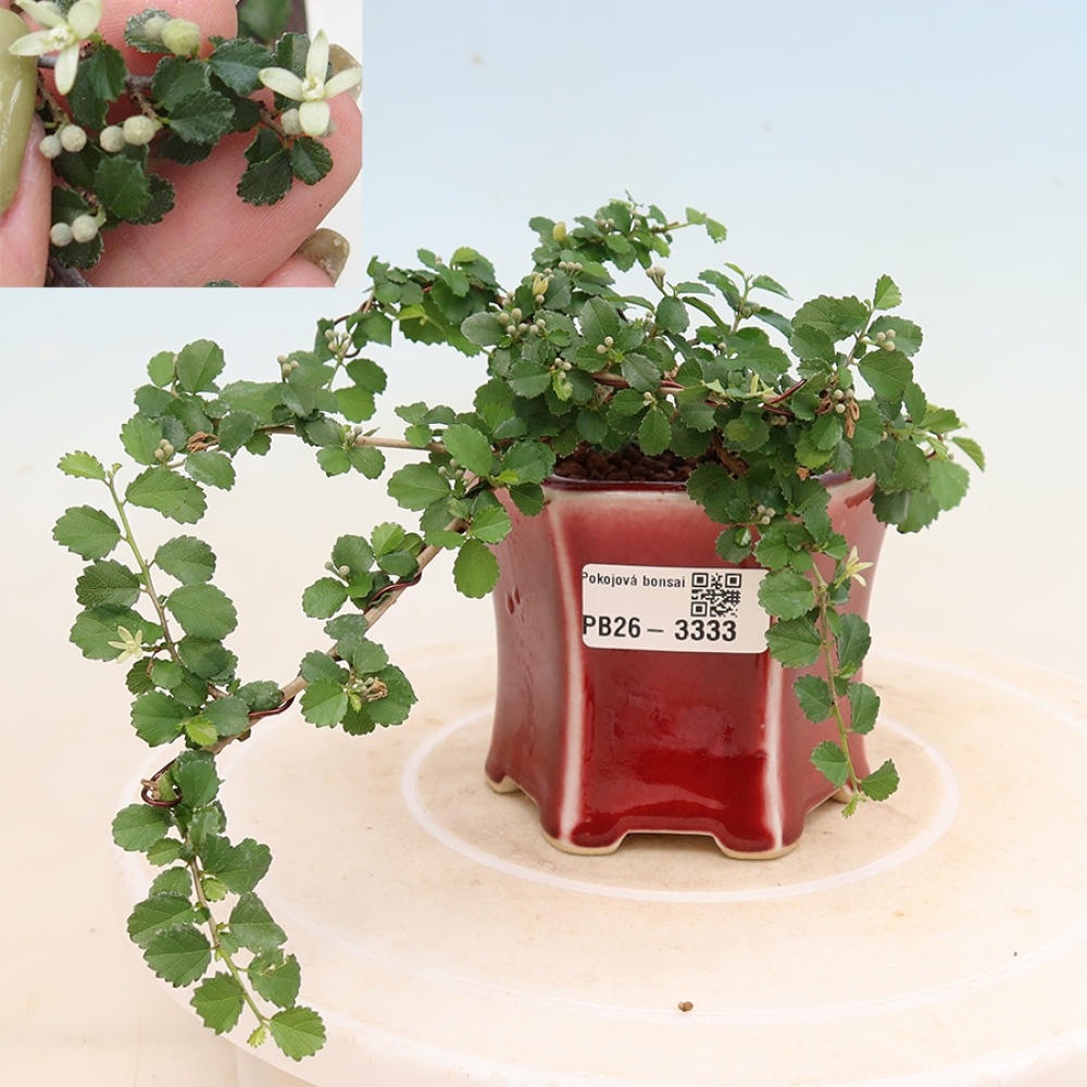 Izbová bonsai - Grewia sp. - Grewie malolistá