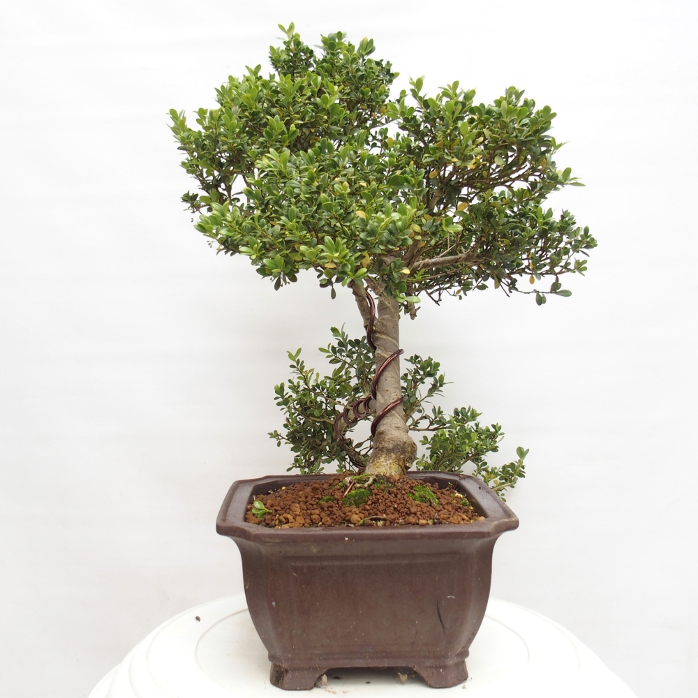 Izbová bonsai - Ilex crenata - Cezmína