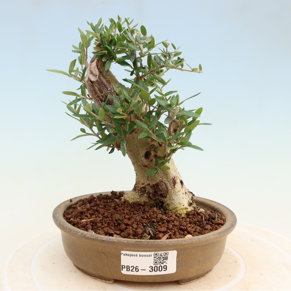 Izbový bonsaj - Olea europaea sylvestris