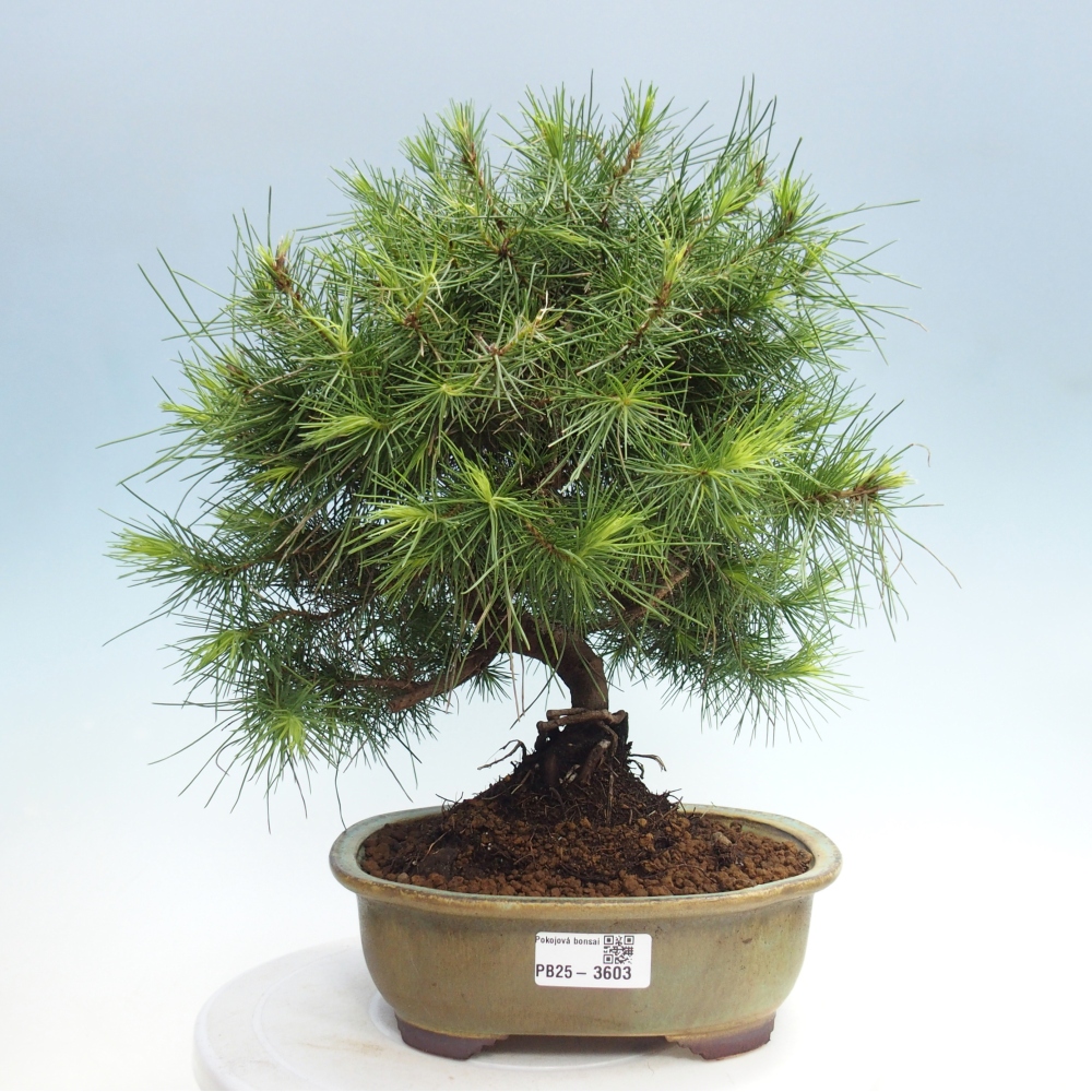 Izbový bonsaj - Pinus halepensis - Borovica aleppská