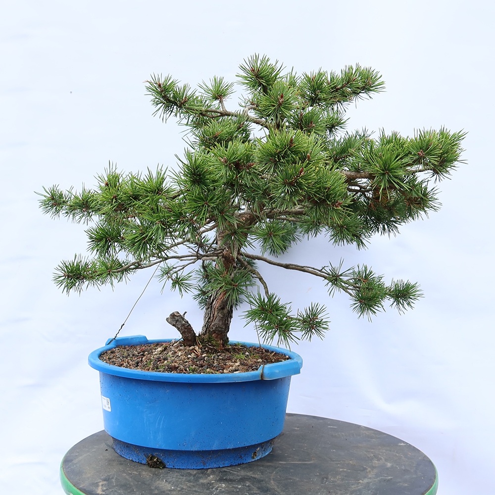 Pinus sylvestris Španielsko – borovica lesná