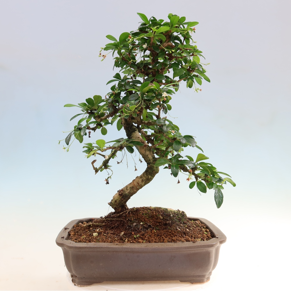 Izbové bonsaje - Carmona macrophylla - Tea fuki
