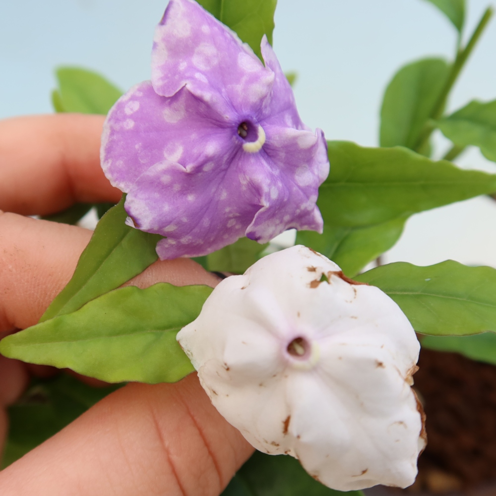 Izba bonsai – Rastlina melati costa – Brunfelsia