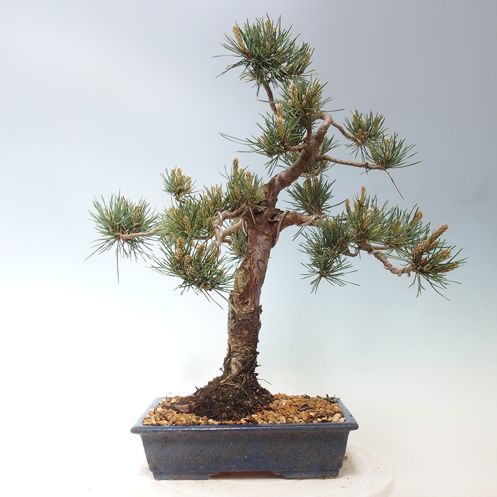 Vonkajšie bonsai - Pinus Sylvestris - Borovica lesná