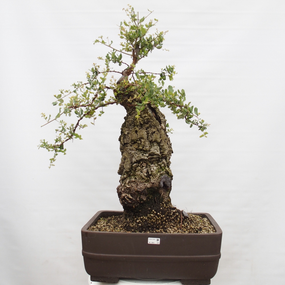 vonkajšie bonsai Quercus suber - Korkový dub