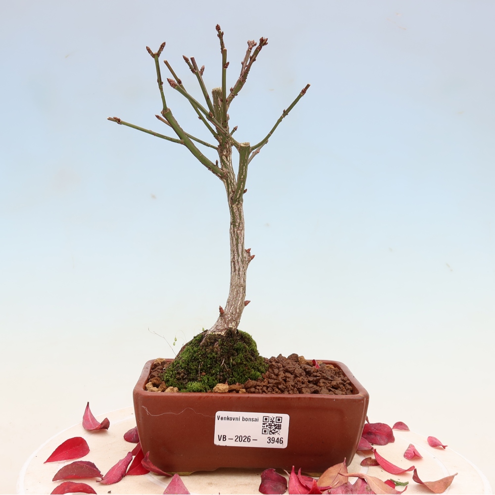 Vonkajší bonsai – Euonymus alatus comactus – krídlatý brslen