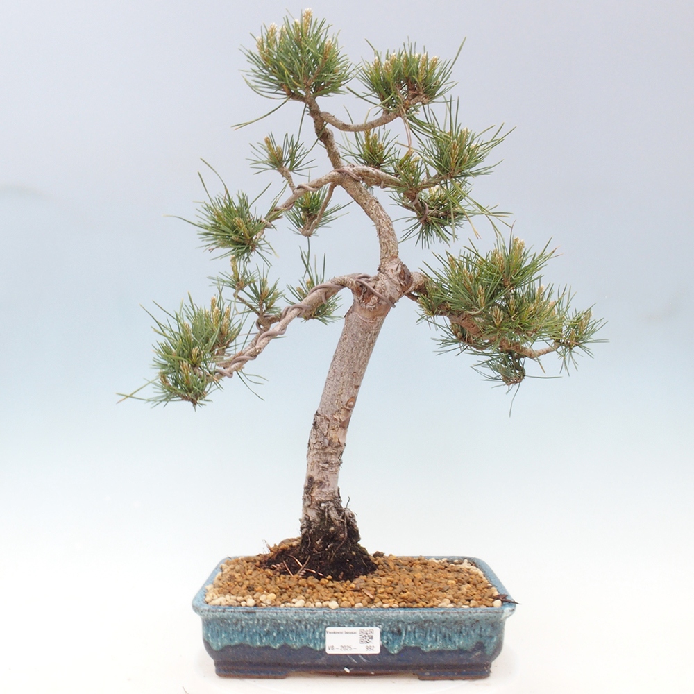 Vonkajšie bonsai - Pinus Sylvestris - Borovica lesná