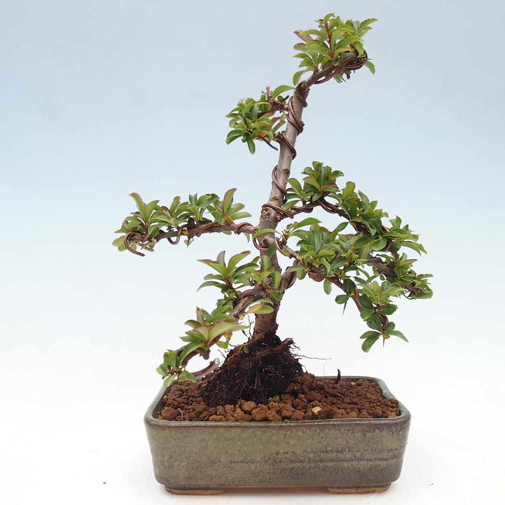 Vonkajšie bonsaje-Pyracantha Teton -Hlox