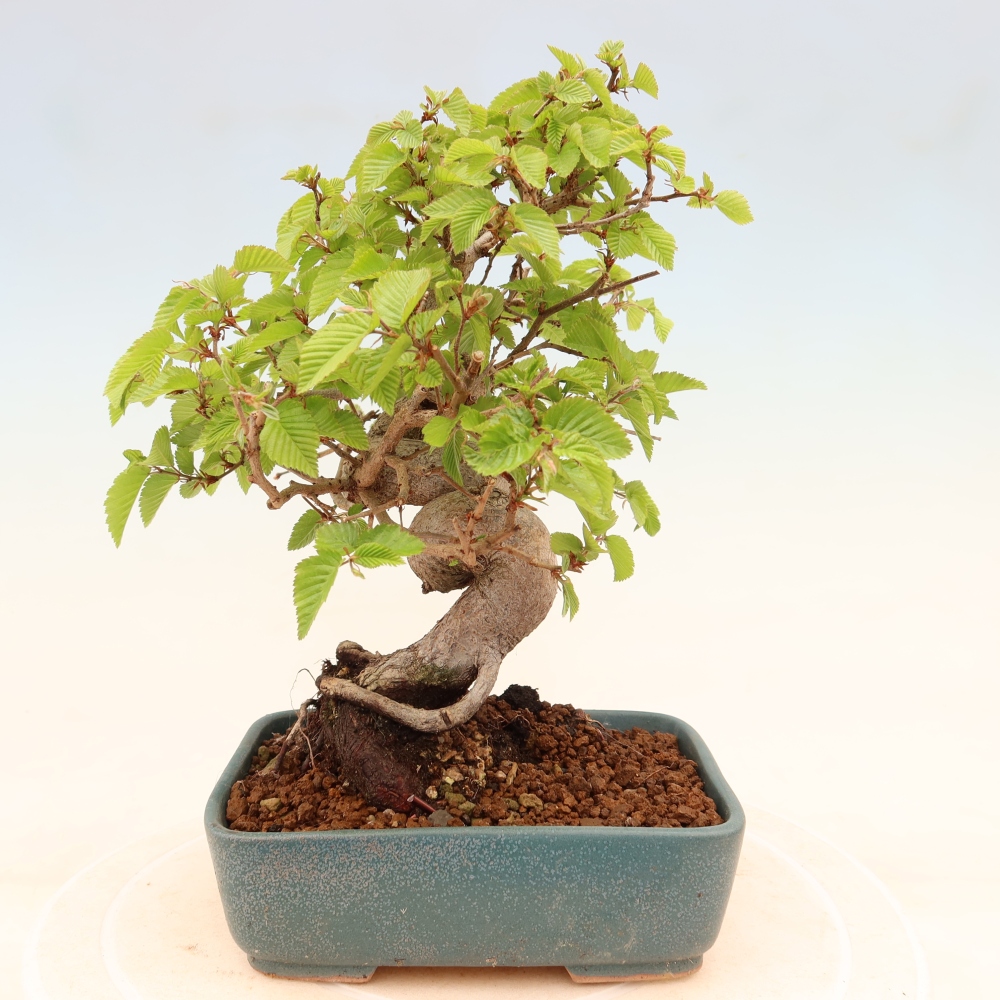 Vonkajší bonsaj -Carpinus coreana - Hrab kórejský