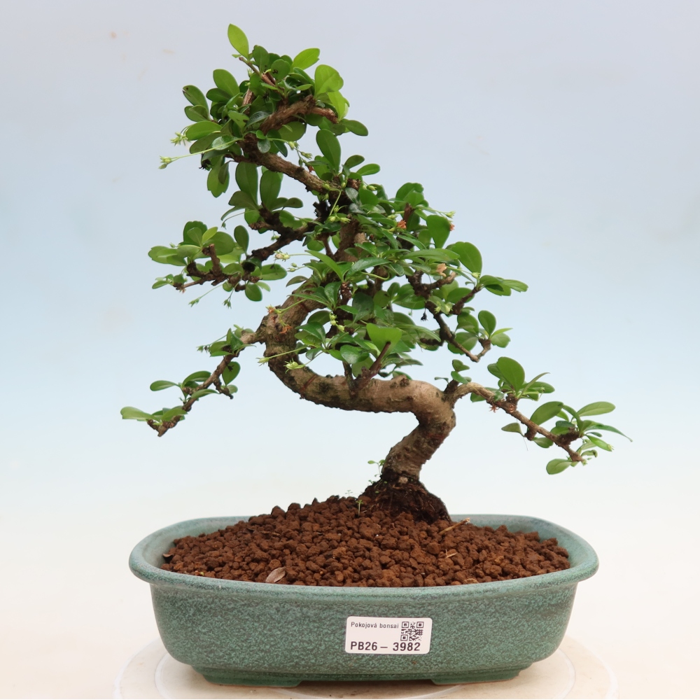 Izbové bonsaje - Carmona macrophylla - Tea fuki