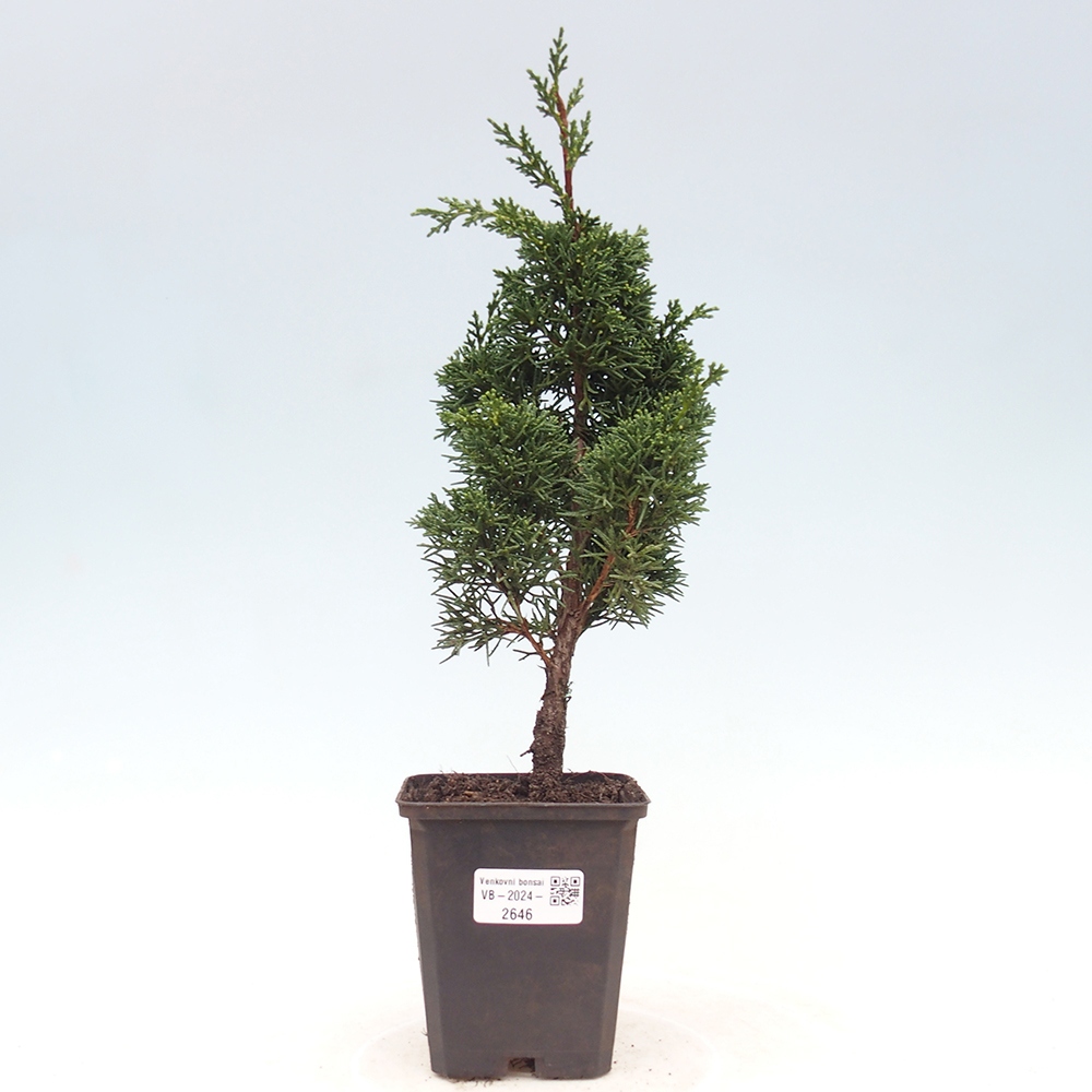 Vonkajšie bonsai - Juniperus chinensis Kishu -Jalovec čínsky