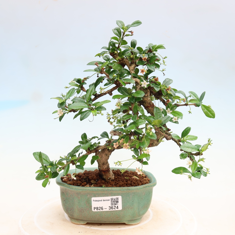 Izbové bonsaje - Carmona macrophylla - Tea fuki