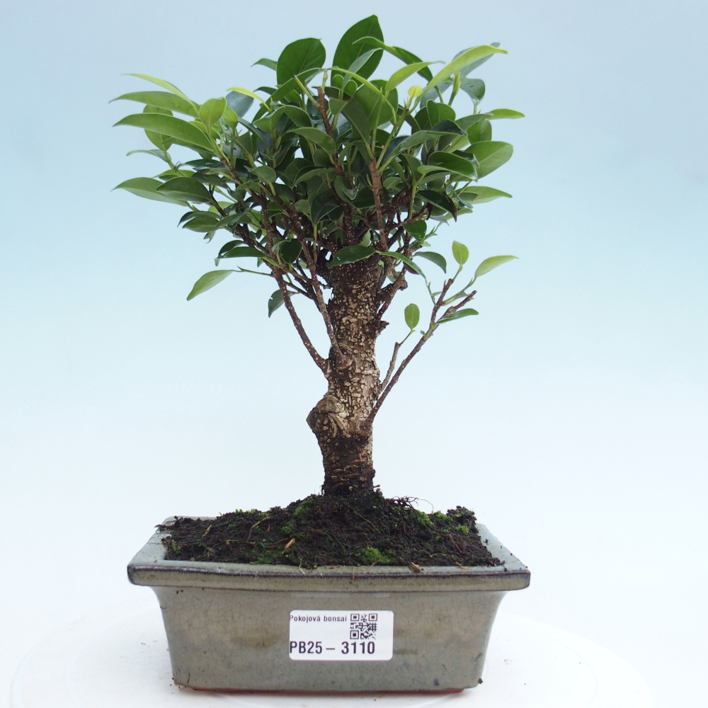 Izbová bonsai - Ficus retusa - malolistý fikus