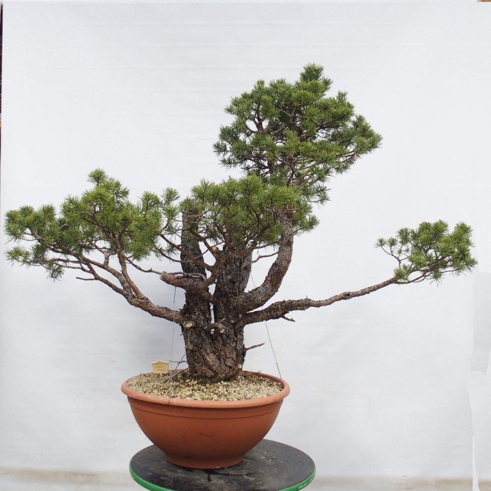 Yamadori - Pinus sylvestris Španielsko
