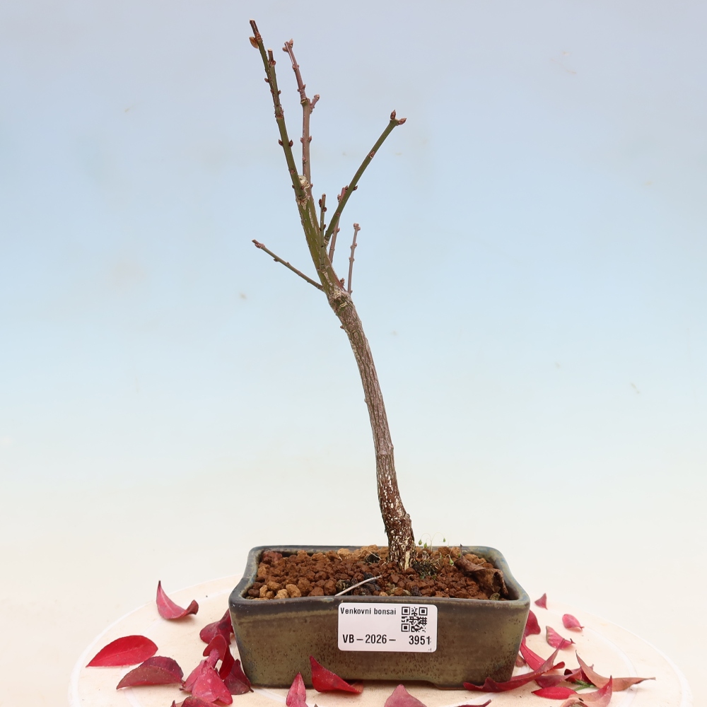 Vonkajší bonsai – Euonymus alatus comactus – krídlatý brslen