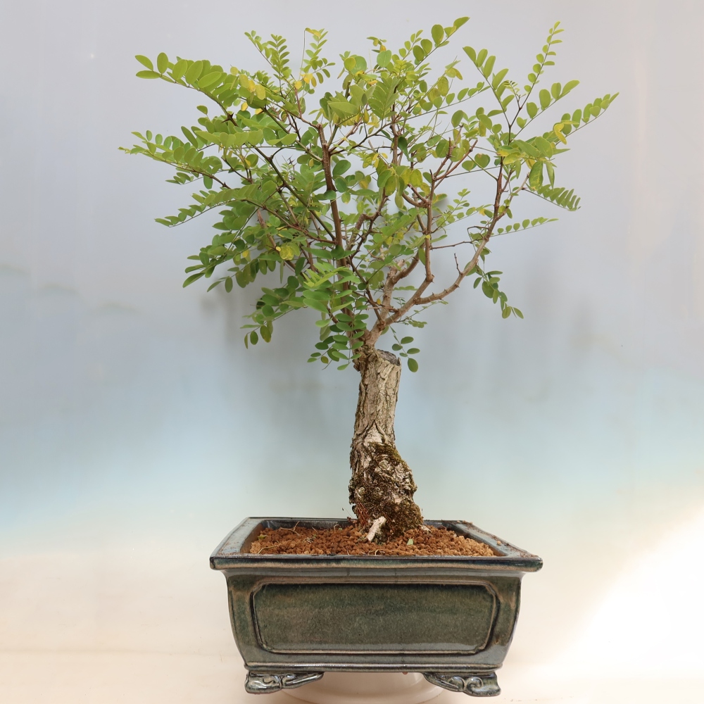 Vonkajší bonsai – trnovník akát – Robinia pseudoacacia