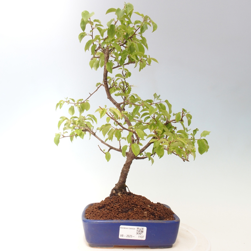 Vonkajšie bonsai - Prunus spinosa - trnka