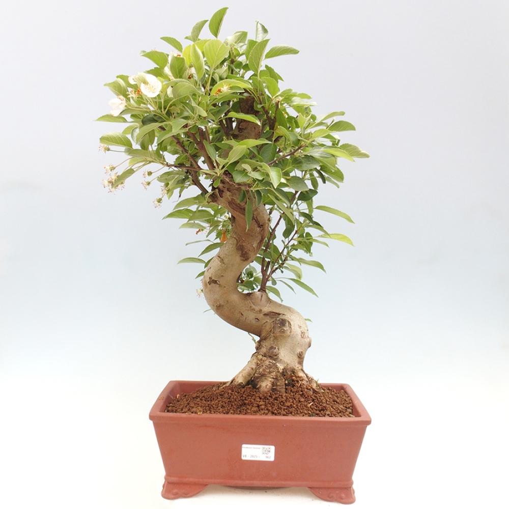 Vonkajší bonsai -Malus halliana - Maloplodá jabloň