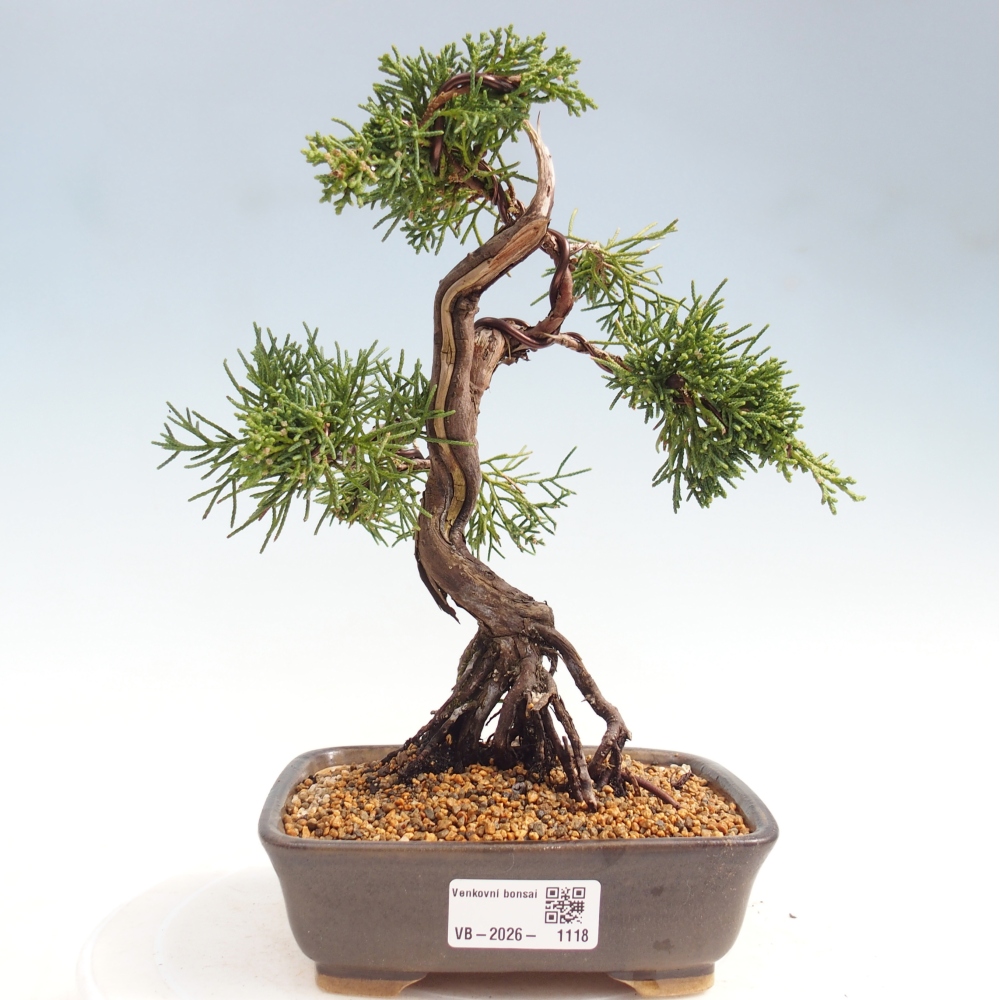 Vonkajší bonsaj - Juniperus chinensis Kishu