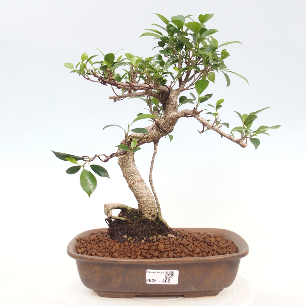 Izbová bonsai - Ficus kimmen - malolistá fikus