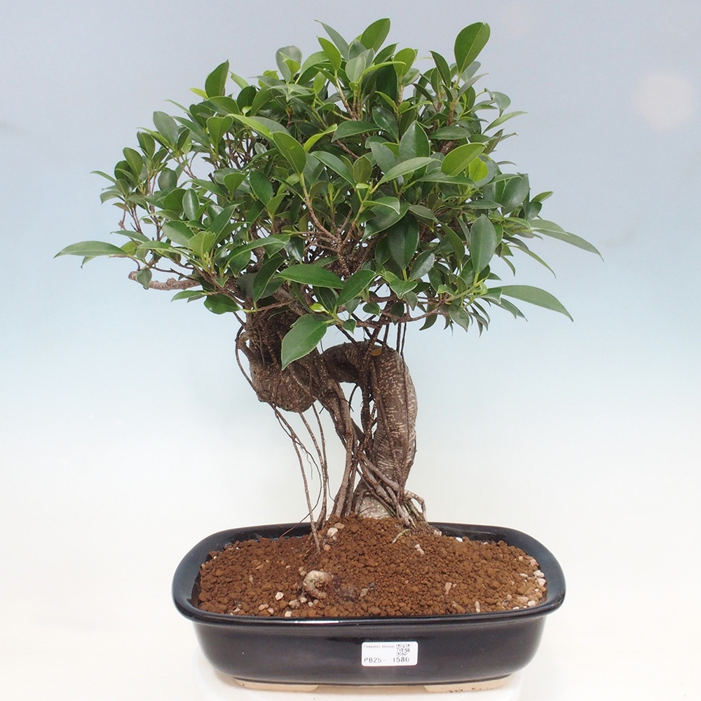 Izbová bonsai - Ficus kimmen - malolistý fikus