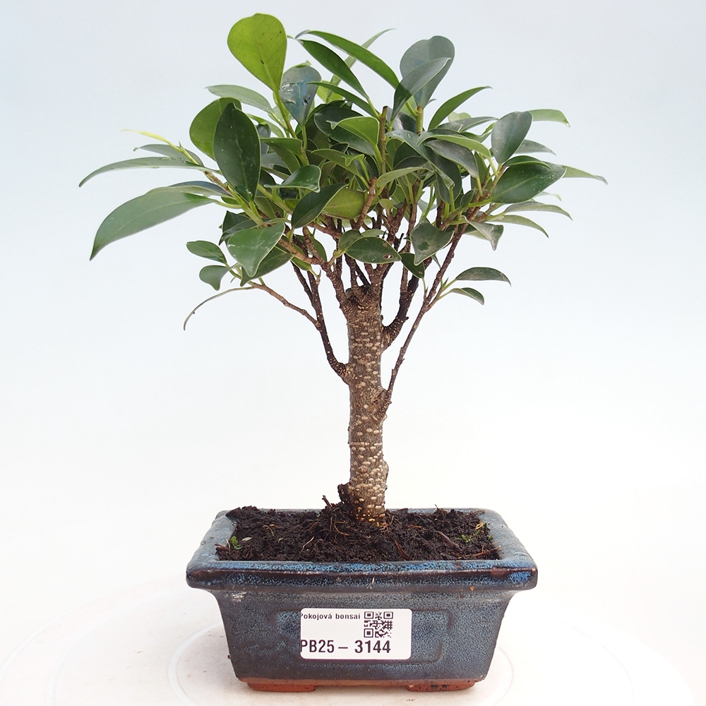Izbové bonsaje Ficus retusa kimmen