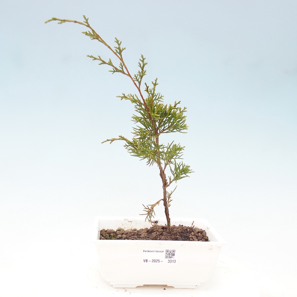 Vonkajší bonsai - Juniperus chinensis Itoigawa -Jalovec čínsky