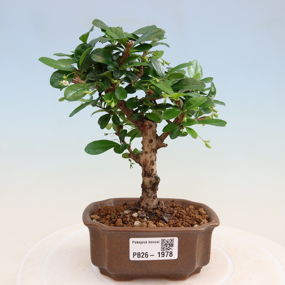 Izbové bonsaje - Carmona macrophylla - Tea fuki