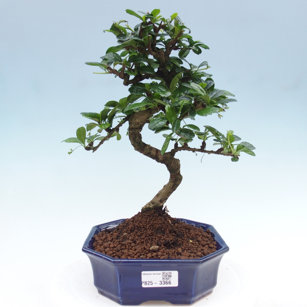 Izbová bonsai - Carmona macrophylla - Čaj fuki