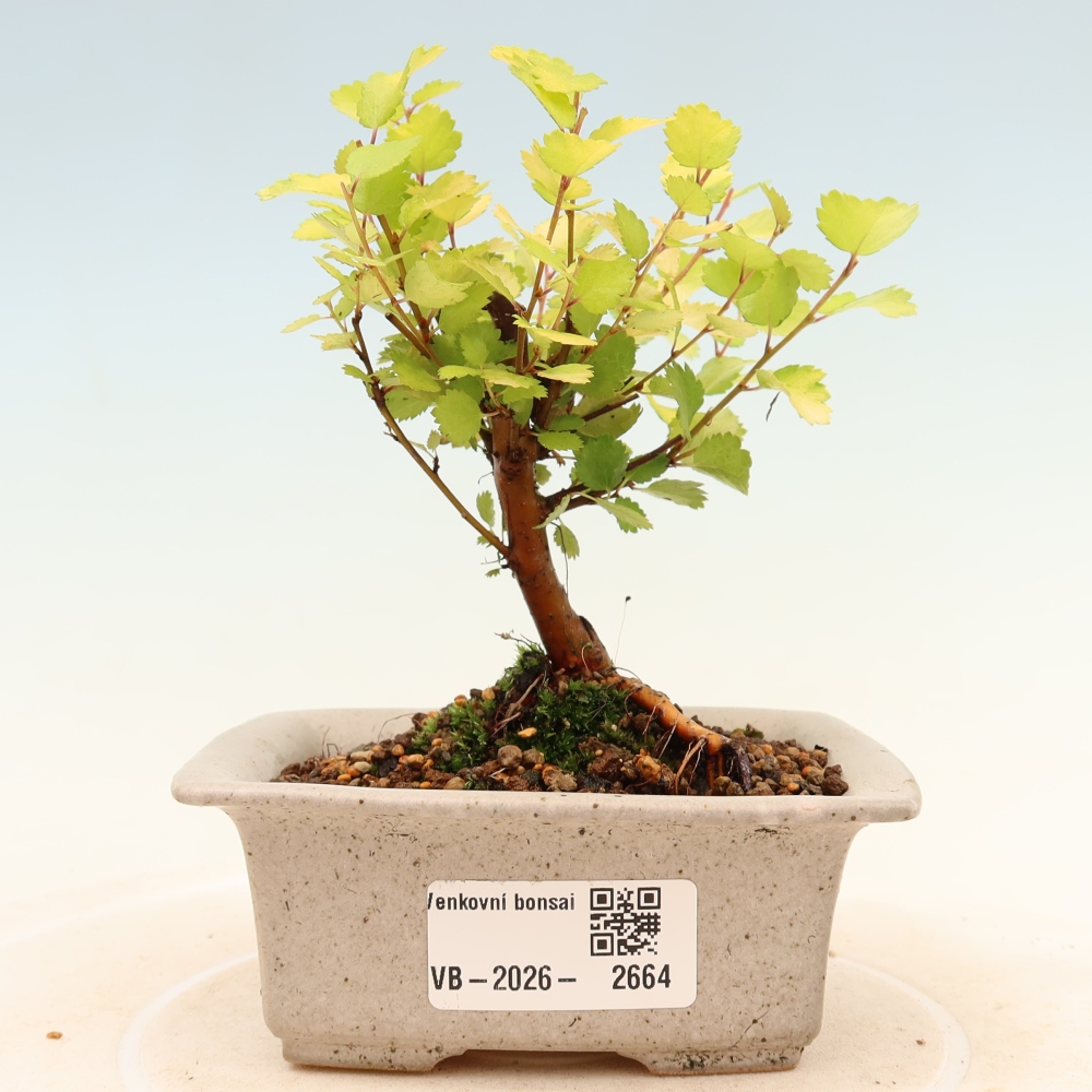 Vonkajší bonsai – trpasličia breza – Betula NANA Golden Treasure