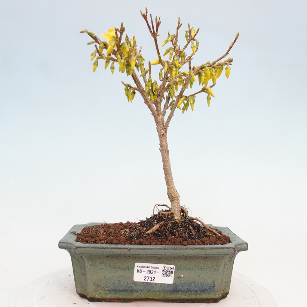 Vonkajší bonsai - Zlatice - Forsythia intermedia 