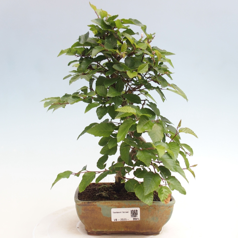 Vonkajší bonsai -Carpinus CARPINOIDES - Hrab kórejský