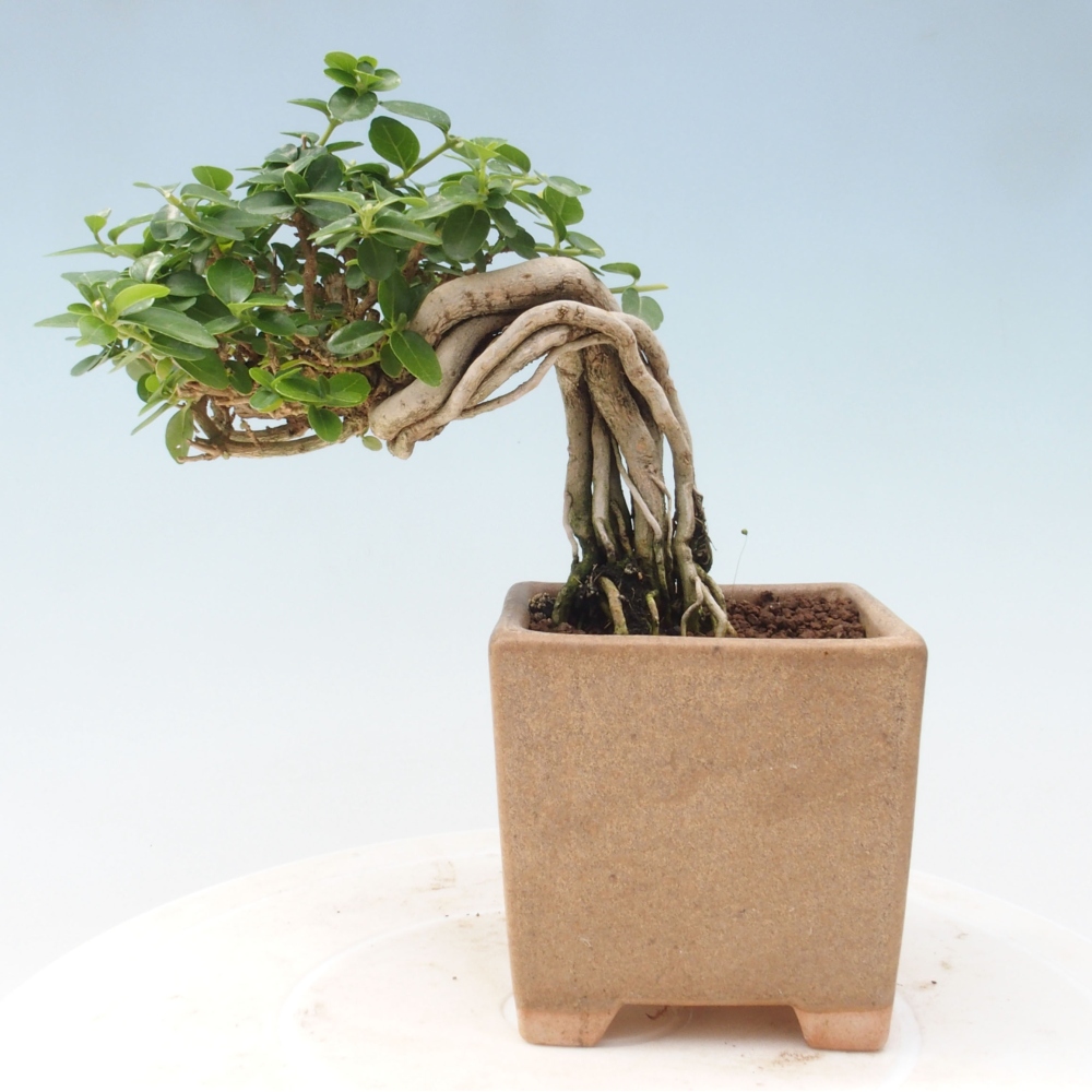Izbová bonsai - Premna serratifolia - Kozlovoň malolistá