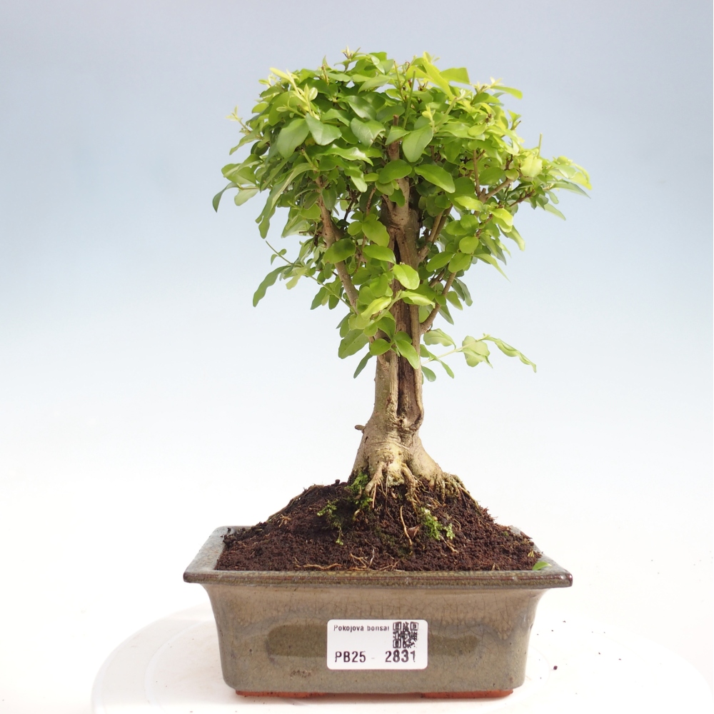 Izbová bonsai -Ligustrum chinensis - Vtáčí zob