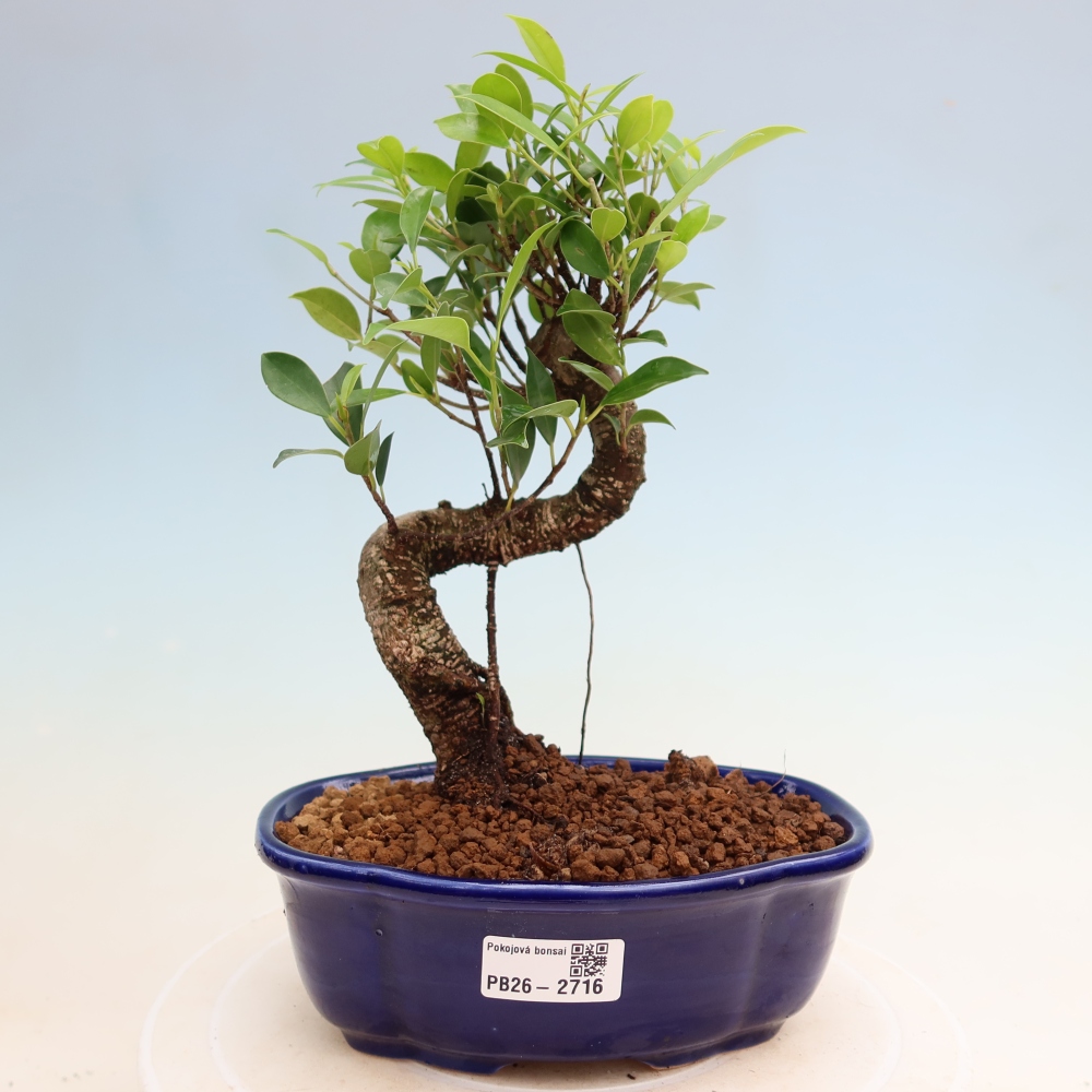 Izbové bonsaje - Ficus kimmen - drobnolistý fikus