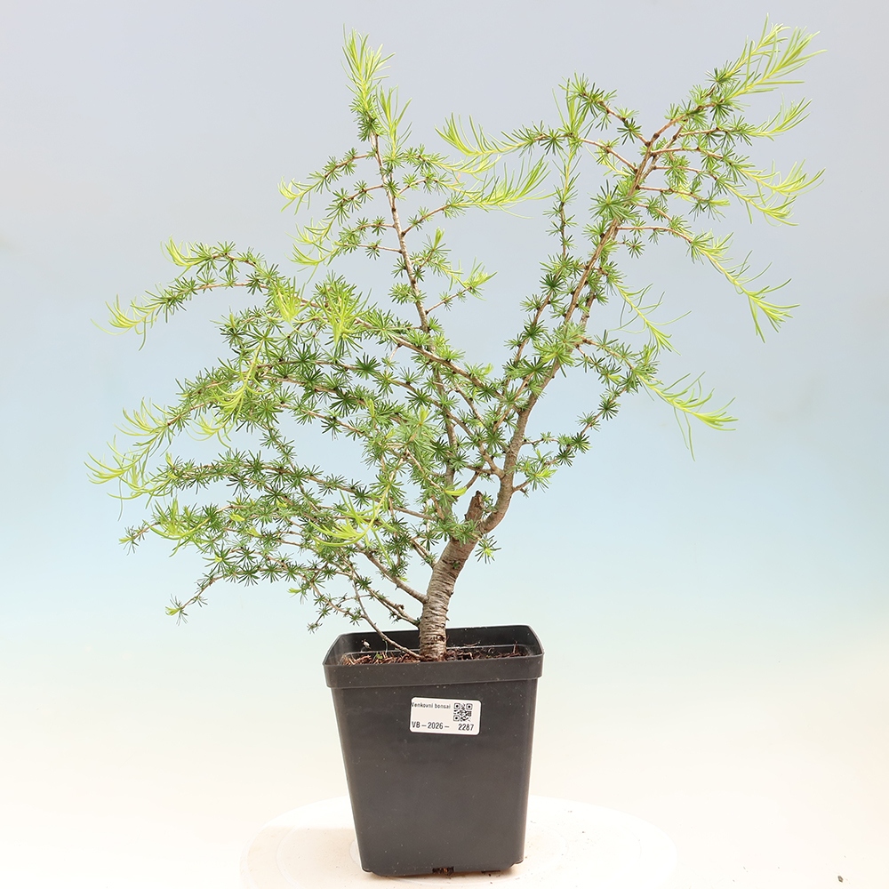 Vonkajšie bonsaje -Larix decidua - Smrekovec