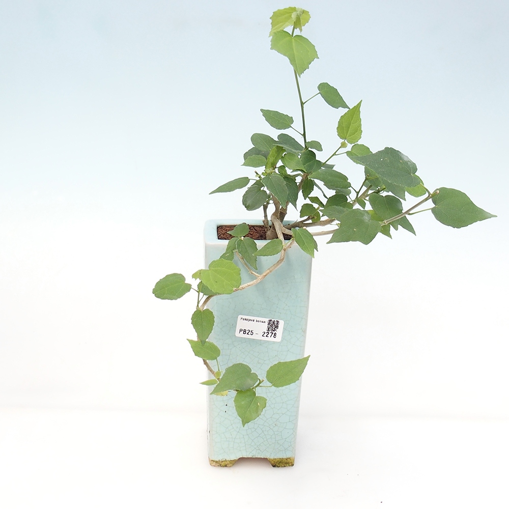 Izbová bonsai - Malvaviscus arboreus - ibištekovec drevnatý