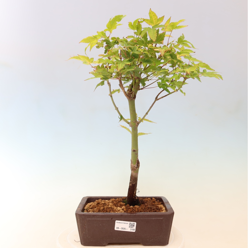 Acer palmatum Aureum - Zlatý javor