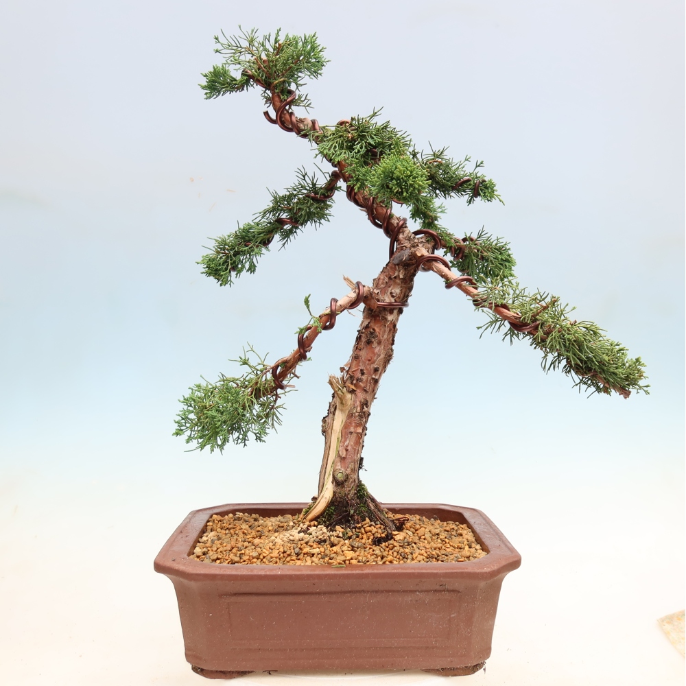 Vonkajší bonsaj - Juniperus chinensis Kishu