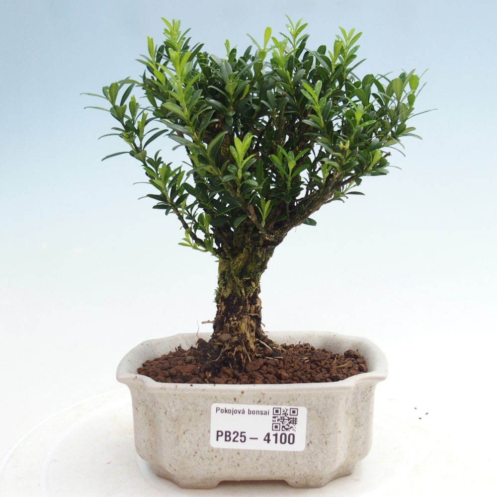 Izbové bonsaje - Buxus harlandii - korkový buxus