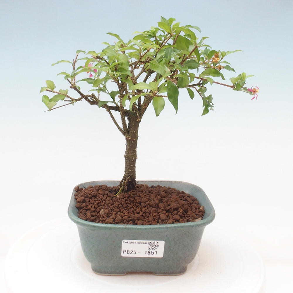 Izbová bonsai - Malpighia coccigera- Barbdorská čerešňa