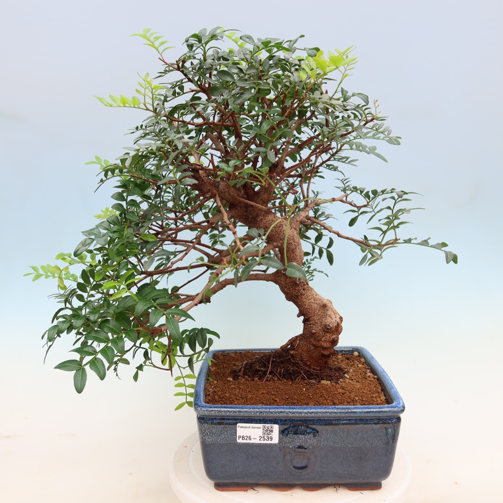 Izba bonsai – Pistacia Lentiscus – Pistácia