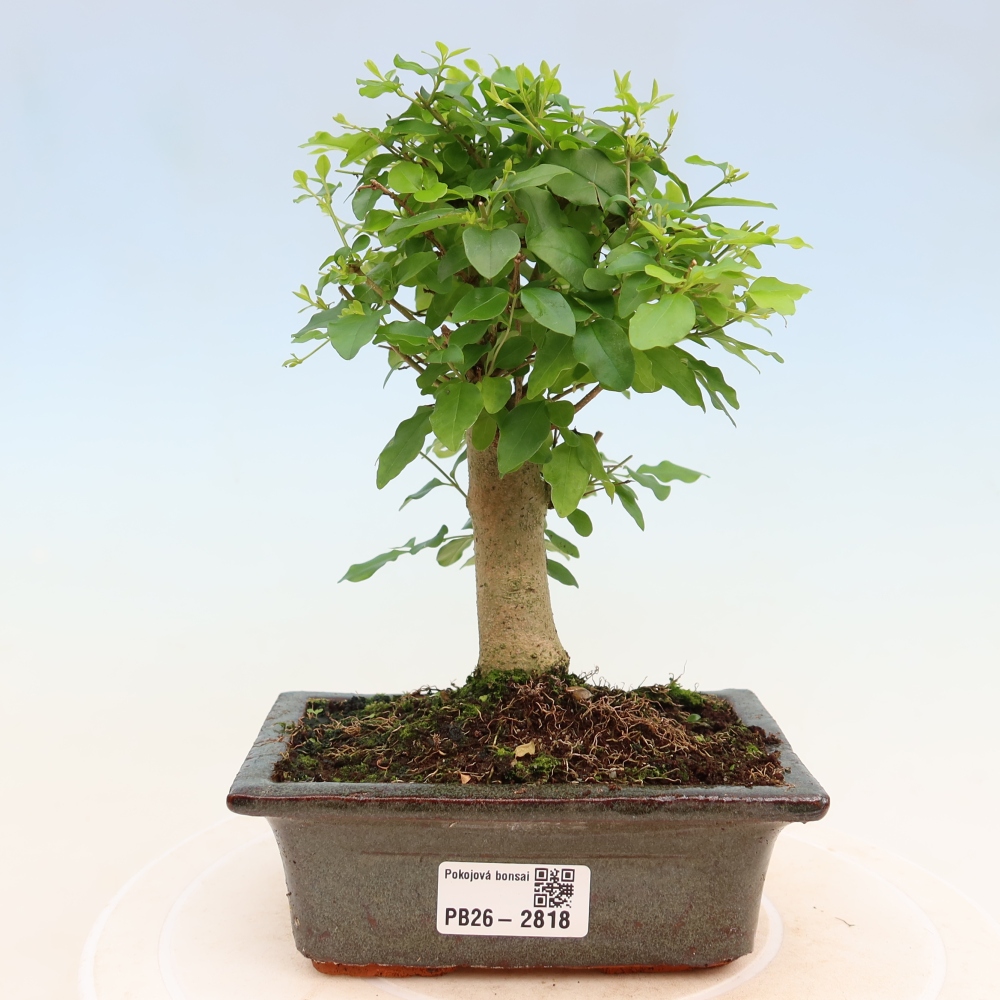 Izbový bonsaj -Ligustrum chinensis - Vtáčí zobák