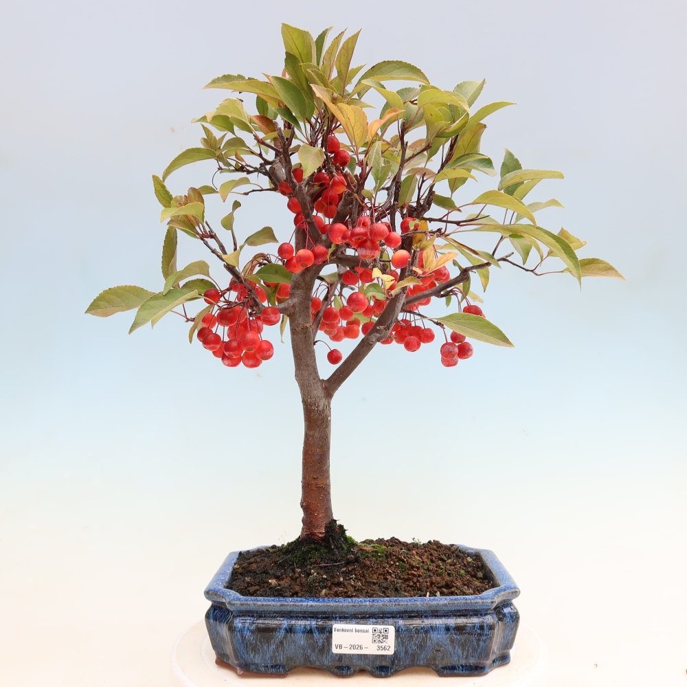 Vonkajšia bonsaj -Malus domestica - Maloplodá jabloň s červenými listami