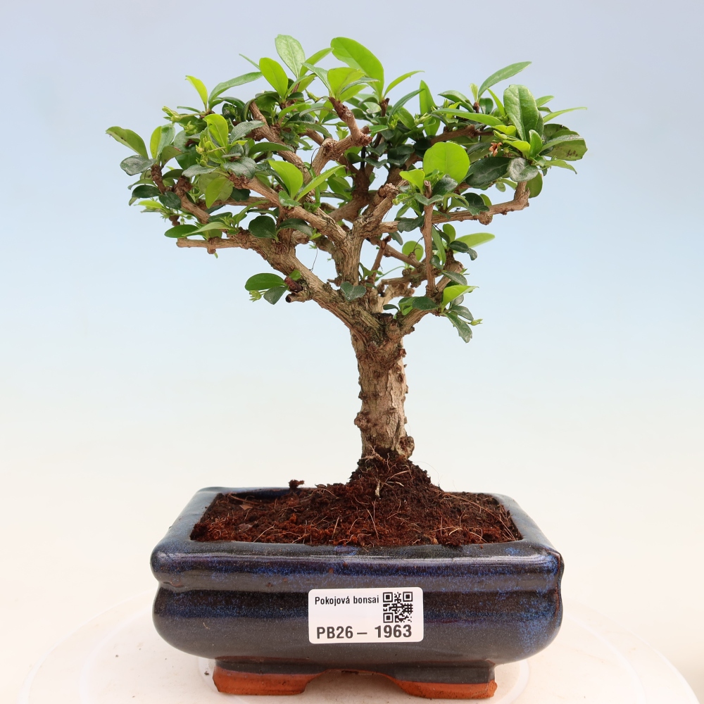 Izbové bonsaje - Carmona macrophylla - Tea fuki