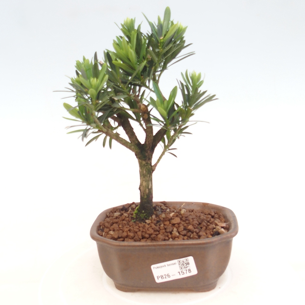 Izbové bonsaje - Podocarpus - Kamenný tis