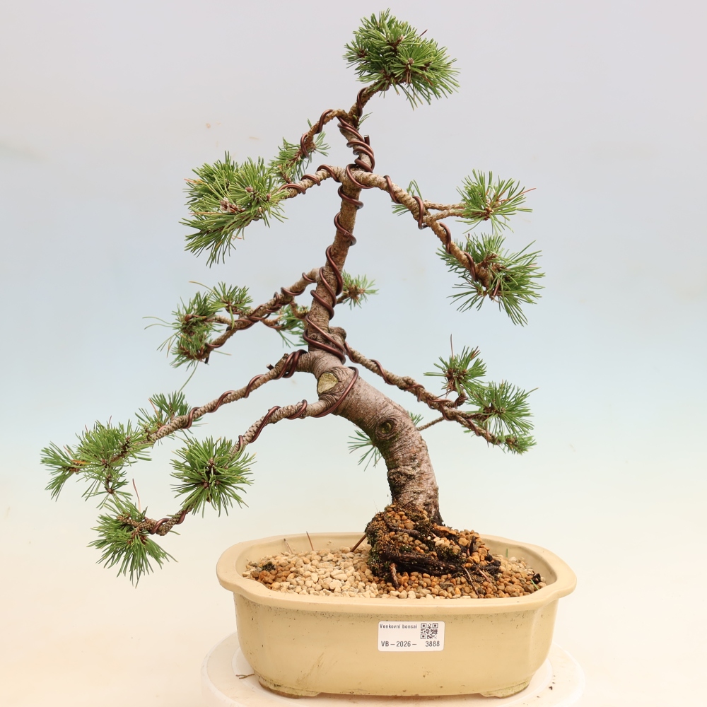 Vonkajšie bonsaje – Pinus mugo Humpy – borovica krivá