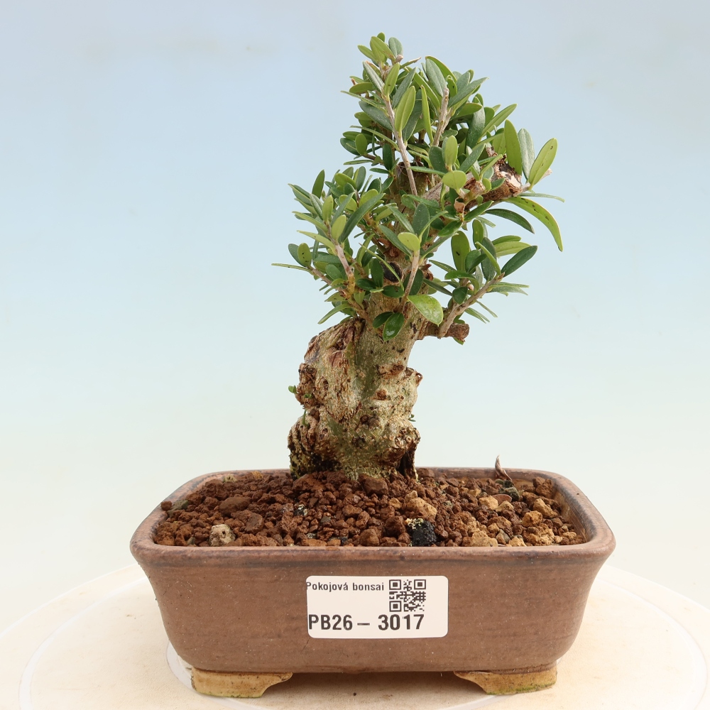 Izbový bonsaj - Olea europaea sylvestris