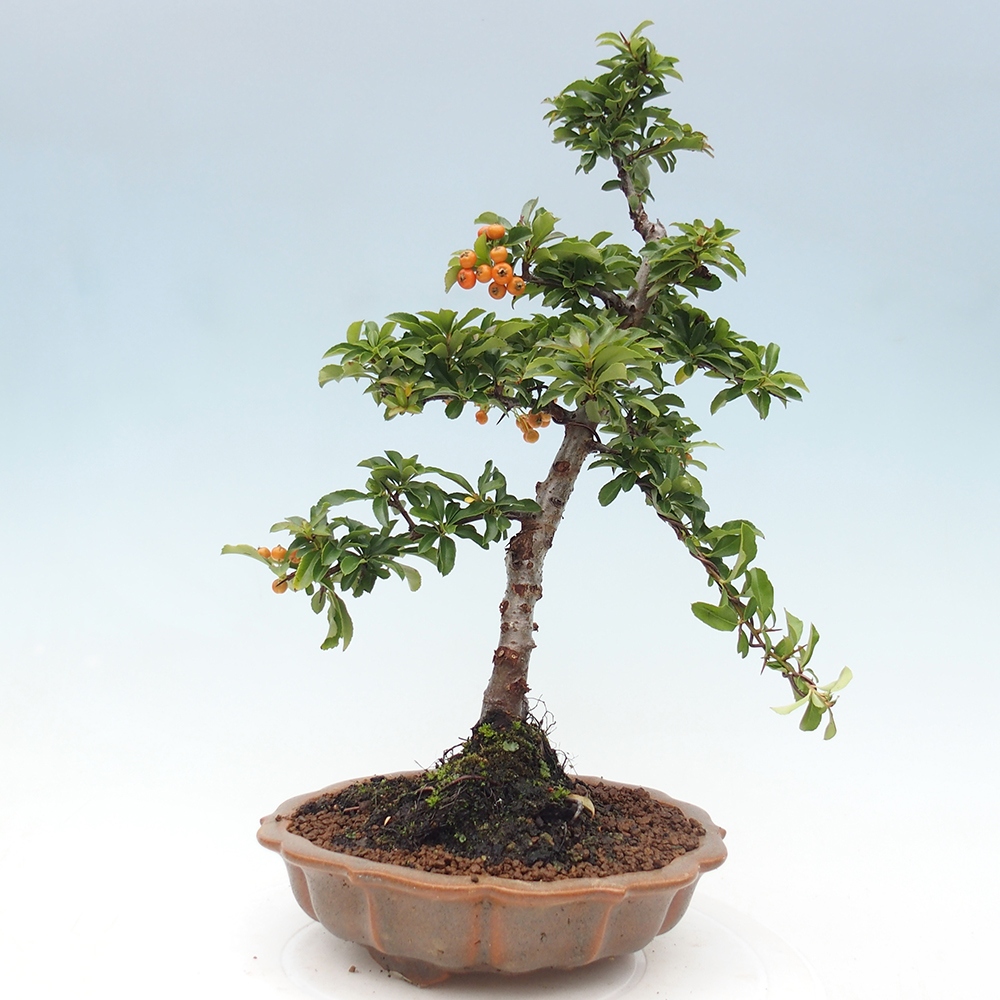 Vonkajšie bonsaje-Pyracantha Teton -Hlox